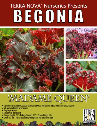 Begonia 'Madame Queen' - Product Profile