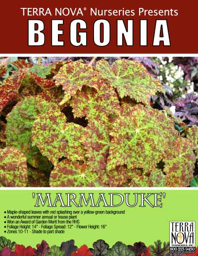 Begonia 'Marmaduke' - Product Profile