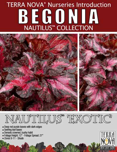 Begonia NAUTILUS™ 'Exotic' - Product Profile