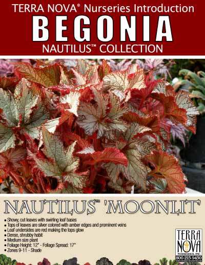 Begonia NAUTILUS™ 'Moonlit' - Product Profile
