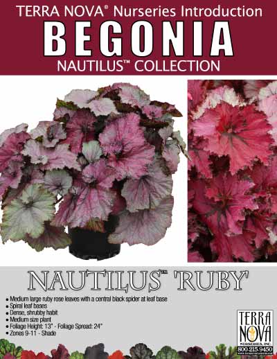 Begonia NAUTILUS™ 'Ruby' - Product Profile