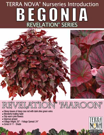 Begonia REVELATION® 'Maroon' - Product Profile
