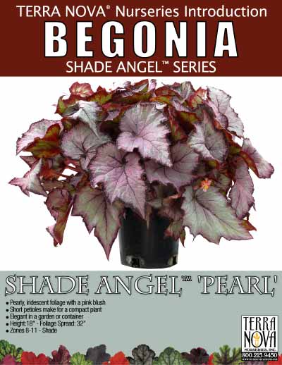 Begonia SHADE ANGEL™ 'Pearl' - Product Profile