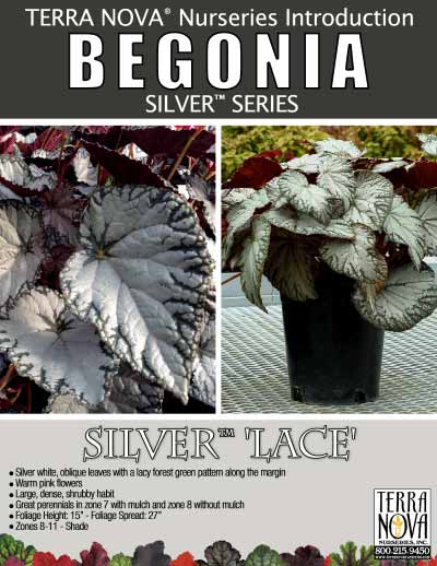 Begonia SILVER™ 'Lace' - Product Profile