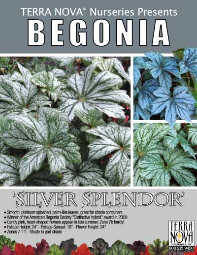 Begonia 'Silver Splendor' - Product Profile