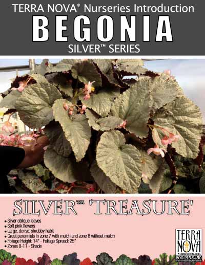 Begonia SILVER™ 'Treasure' - Product Profile