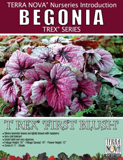 Begonia T REX® 'First Blush' - Product Profile