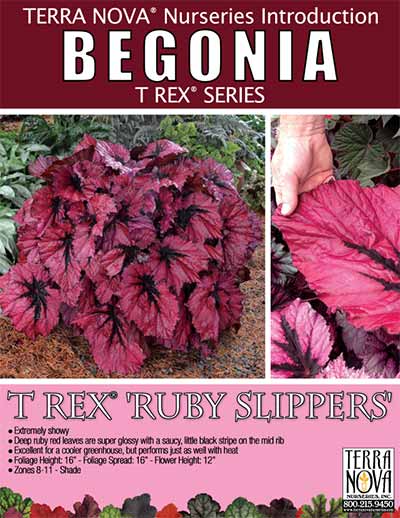 Begonia T REX® 'Ruby Slippers' - Product Profile