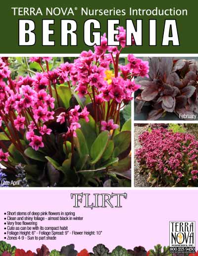 Bergenia 'Flirt' - Product Profile