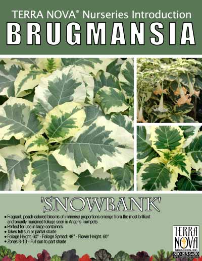 Brugmansia 'Snowbank' - Product Profile