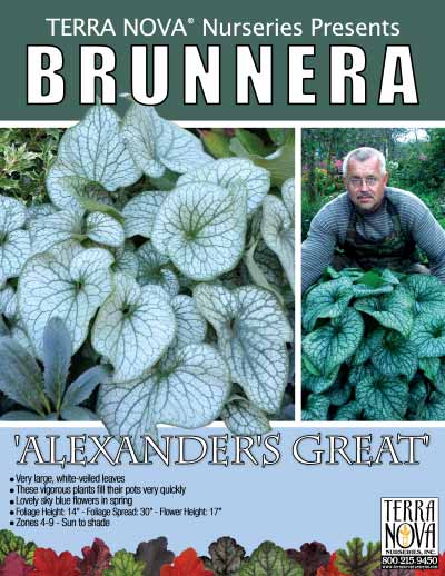 Brunnera 'Alexander's Great' - Product Profile