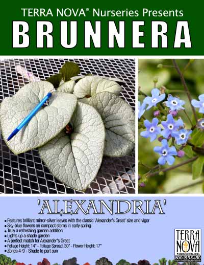 Brunnera 'Alexandria' - Product Profile