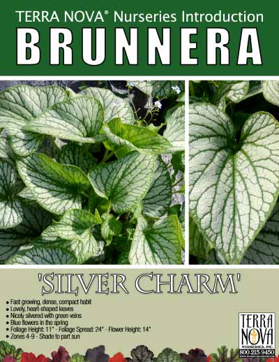 Brunnera 'Silver Charm' - Product Profile