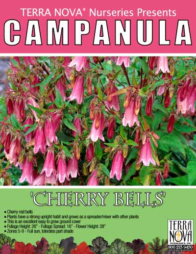Campanula 'Cherry Bells' - Product Profile
