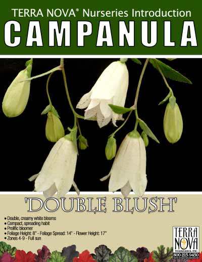Campanula 'Double Blush' - Product Profile