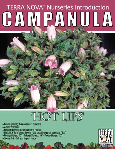 Campanula 'Hot Lips' - Product Profile