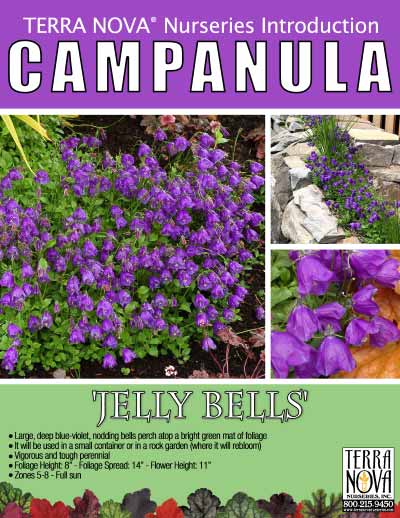 Campanula 'Jelly Bells' - Product Profile