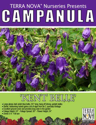 Campanula 'Kent Belle' - Product Profile