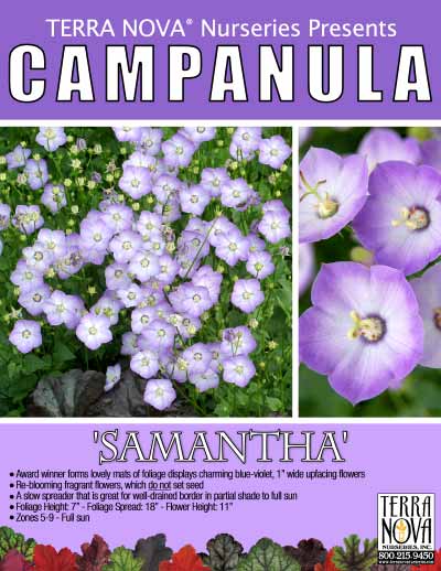 Campanula 'Samantha' - Product Profile