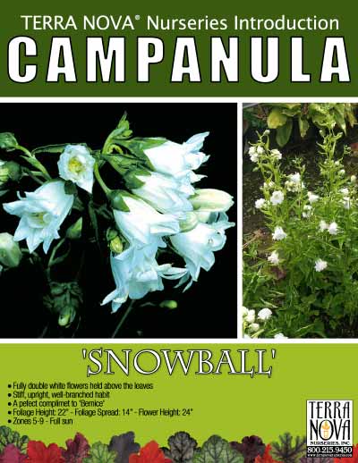 Campanula 'Snowball' - Product Profile
