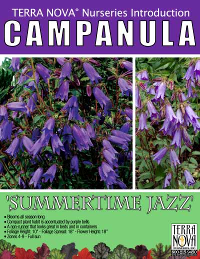 Campanula 'Summertime Jazz' - Product Profile