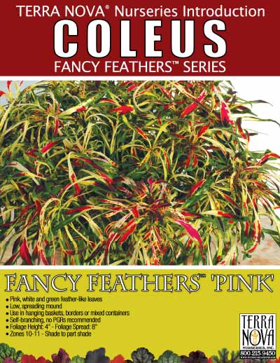 Coleus FANCY FEATHERS™ 'Pink' - Product Profile