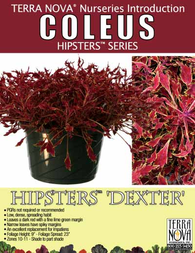 Coleus HIPSTERS™ 'Dexter' - Product Profile