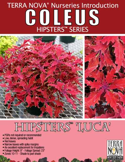 Coleus HIPSTERS™ 'Luca' - Product Profile