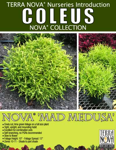 Coleus NOVA® 'Mad Medusa' - Product Profile
