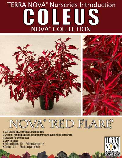 Coleus NOVA® 'Red Flare' - Product Profile