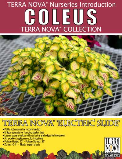 Coleus TERRA NOVA® 'Electric Slide' - Product Profile