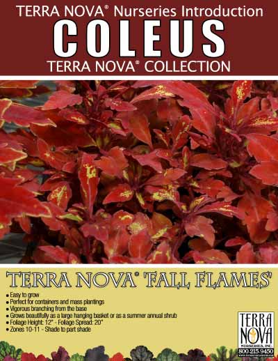 Coleus TERRA NOVA® 'Fall Flames' - Product Profile