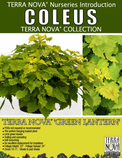Coleus TERRA NOVA® 'Green Lantern' - Product Profile