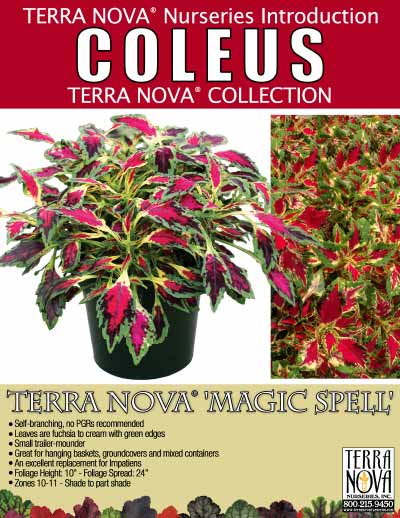 Coleus TERRA NOVA® 'Magic Spell' - Product Profile