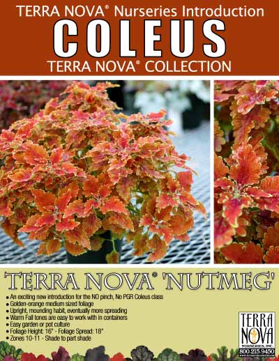 Coleus TERRA NOVA® 'Nutmeg' - Product Profile