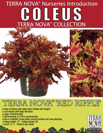 Coleus TERRA NOVA® 'Red Ripple' - Product Profile
