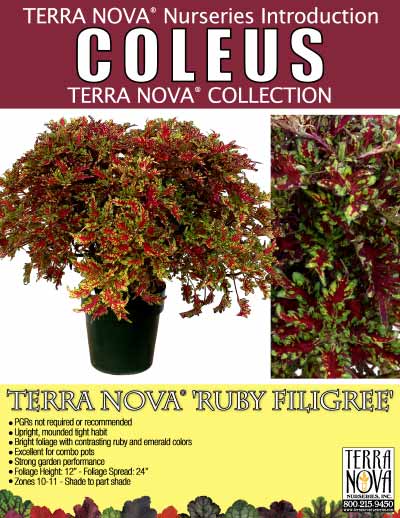 Coleus TERRA NOVA® 'Ruby Filigree' - Product Profile
