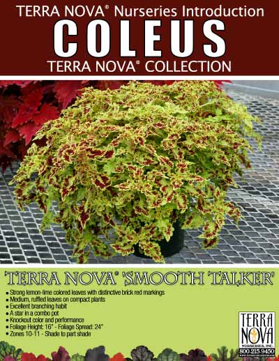 Coleus TERRA NOVA® 'Smooth Talker' - Product Profile