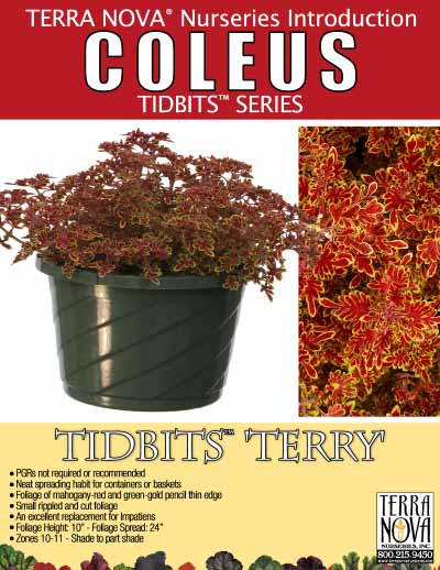 Coleus TIDBITS™ 'Terry' - Product Profile