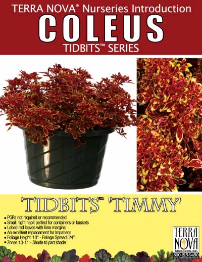 Coleus TIDBITS™ 'Timmy' - Product Profile