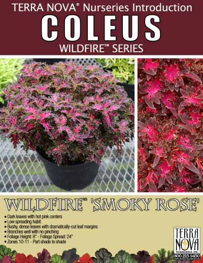 Coleus WILDFIRE™ 'Smoky Rose' - Product Profile