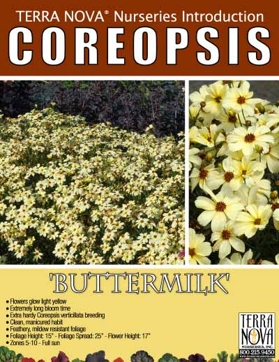 Coreopsis 'Buttermilk' - Product Profile