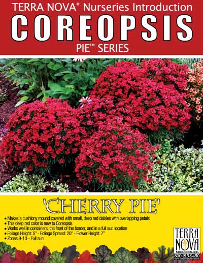 Coreopsis 'Cherry Pie' - Product Profile