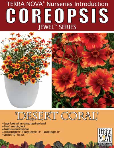Coreopsis 'Desert Coral' - Product Profile