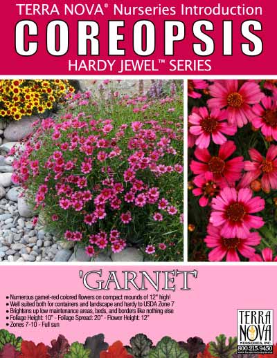 Coreopsis 'Garnet' - Product Profile