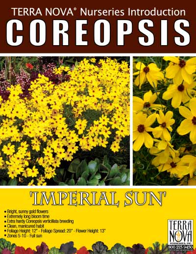 Coreopsis 'Imperial Sun' - Product Profile