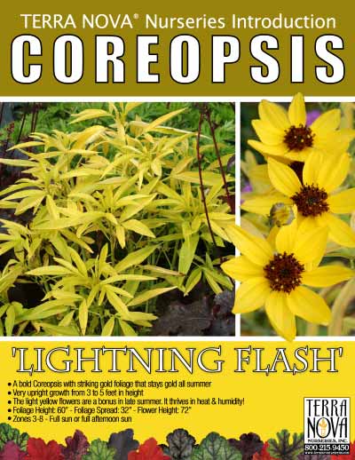 Coreopsis 'Lightning Flash' - Product Profile