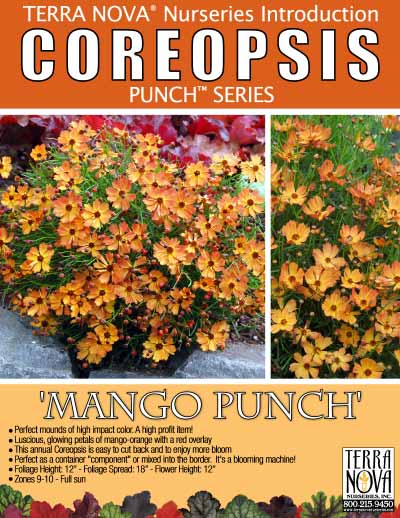 Coreopsis 'Mango Punch' - Product Profile