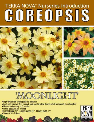 Coreopsis 'Moonlight' - Product Profile