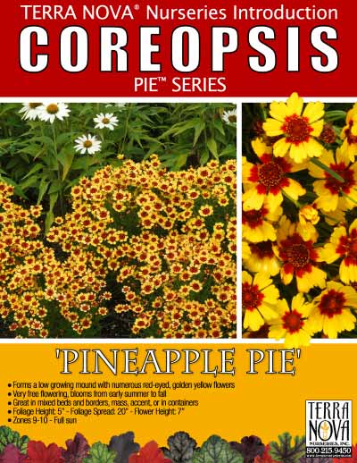 Coreopsis 'Pineapple Pie' - Product Profile